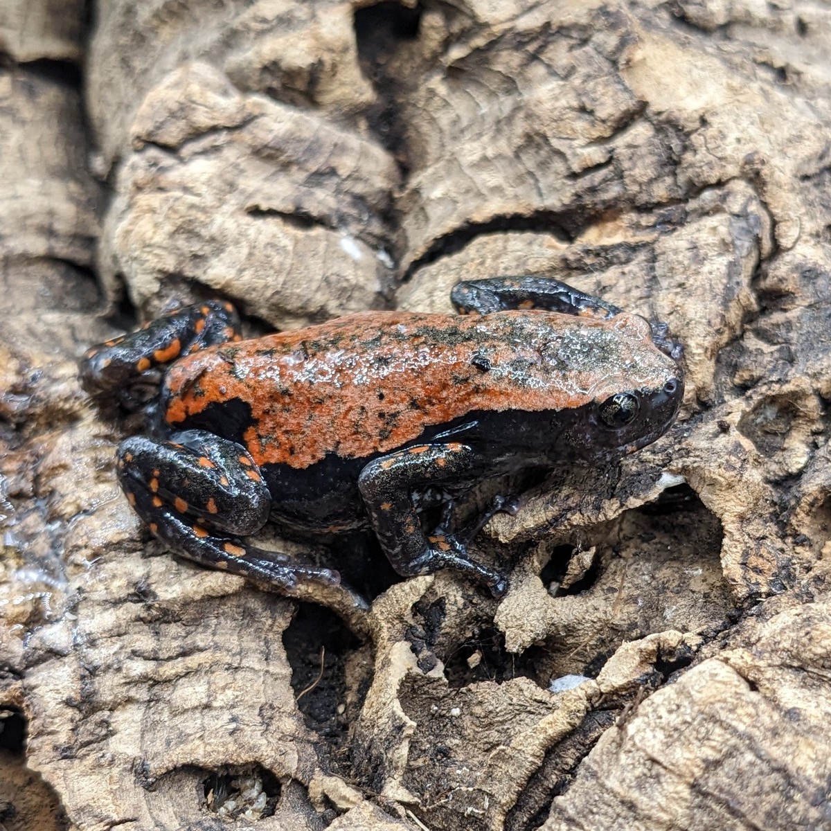 FROG BANDED RUBBER