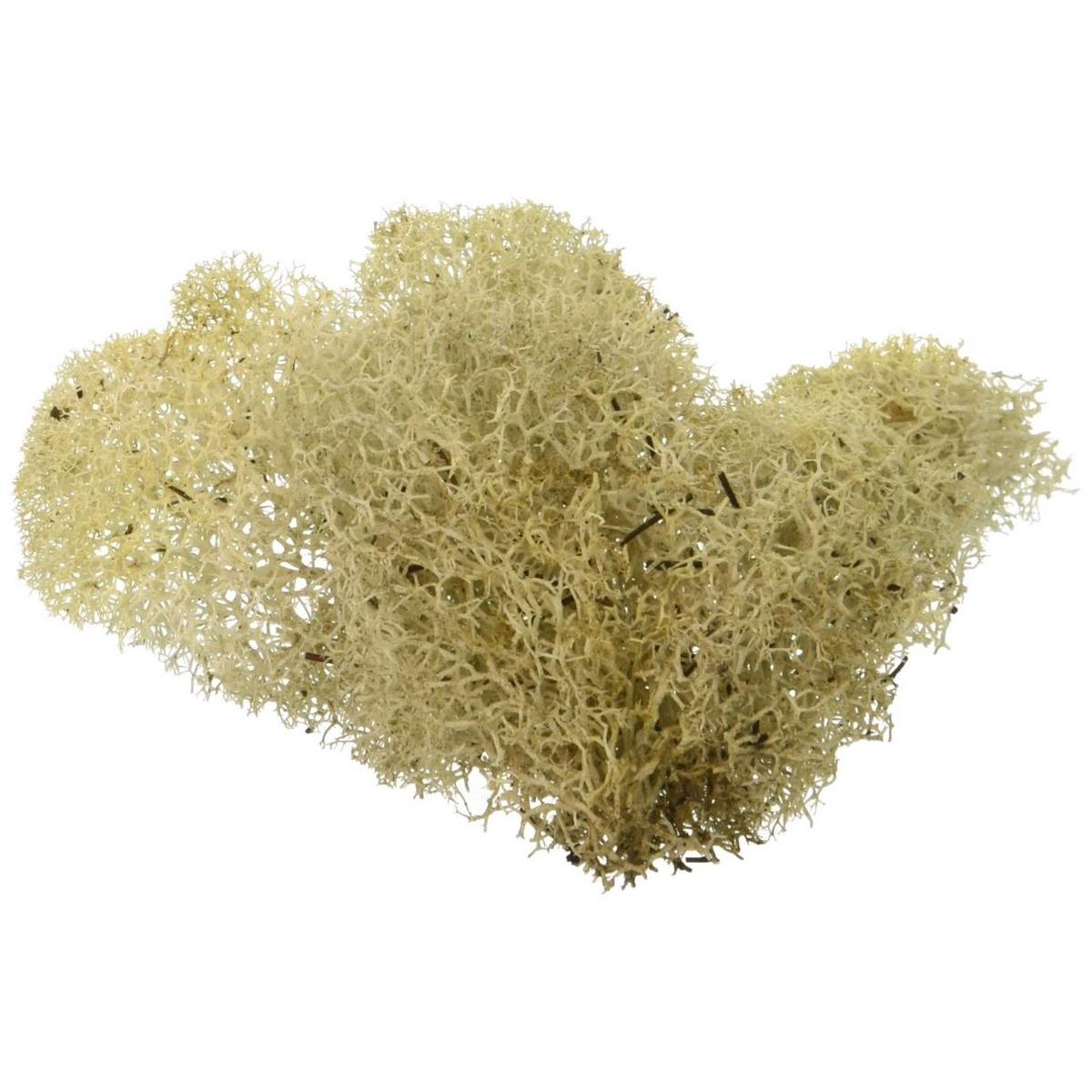 Natural Reindeer Moss